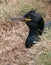 Shag seabird