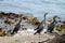 Shag, seabird,New Zealand