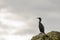 Shag, Seabird on a Rock