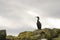 Shag, Seabird on a Rock