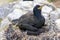 Shag sitting on nest with young chicks