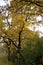 Shagbark Hickory  804500