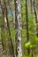 Shagbark hickory tree trunk in a mixed forest