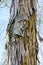 Shagbark hickory tree trunk up close