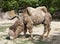 Shaggy bactrian camel