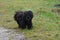 A shaggy beautiful dog runs along the grass in the courtyard