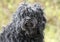 Shaggy black long haired Cockapoo dog adoption photo
