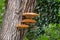 Shaggy bracket fungus on a tree trunk