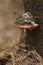 Shaggy Bracket Inonotus hispidus fungus on tree bark against a blurred background