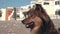 Shaggy brown mongrel sits basking in the sun on sandy beach and panting with its tongue hanging out because of thirst