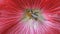 Shaggy bumblebee collects pollen from the stamen. Dark red flower of Hibiscus, Chinese rose.