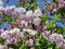 Shaggy bumblebee drinks nectar on lilac flowers