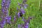 Shaggy bumblebee drinks nectar from purple flowers