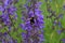 Shaggy bumblebee drinks nectar from purple flowers