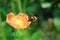 Shaggy bumblebee flies to red poppy on a blurred green background, bright colorful blank for postcards