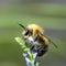 Shaggy bumblebee on a flower