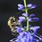 Shaggy bumblebee on a flower