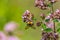 A shaggy bumblebee pollinates a flowering oregano