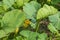 Shaggy bumblebee pollinates a future pumpkin crop