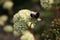 Shaggy bumblebee on white inflorescences of Hylotelephium triphyllum, succulent plants.