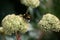 Shaggy bumblebee on white inflorescences of Hylotelephium triphyllum, succulent plants.