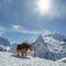 Shaggy and calm animal, similar to a yak, is tethered against the background of the beautiful white mountains of the Caucasus