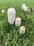 Shaggy cap mushroom