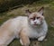 A Shaggy Cat with a double pattern sits relaxed waiting for rations