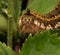 Shaggy caterpillar