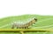 Shaggy caterpillar bend on green leaf