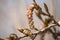 shaggy, caterpillar - like flowers of spring aspen