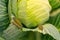 Shaggy caterpillars of the cabbage butterfly on cabbage leaf.