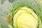 Shaggy caterpillars of the cabbage butterfly on cabbage leaf.