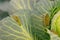 Shaggy caterpillars of the cabbage butterfly on cabbage leaf.