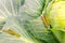 Shaggy caterpillars of the cabbage butterfly on cabbage leaf.