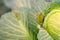 Shaggy caterpillars of the cabbage butterfly on cabbage leaf.