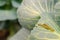 Shaggy caterpillars of the cabbage butterfly on cabbage leaf.