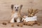 Shaggy Chinese Crested dog near basket with dried flowers