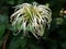 Shaggy. Clematis seed head with blurred green background.