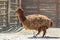 Shaggy cute llama in the zoo in summer