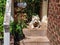 Shaggy and dirty White West Highland Terrier lying on grungy back porch with lots of plants around him enjoying the sun