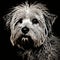 Shaggy Dog With Photocopy Lines - Textural Paint Effects