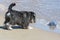 Shaggy dog playing on the beach