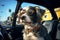 Shaggy dog sitting in the driver\\\'s seat of a car