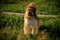 Shaggy dog stands on the green grass in the park