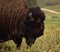 Shaggy and Fluffy Bison on a Warm Summer Day