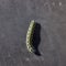 Shaggy garden caterpillar crawling on a black stone.