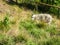 A Shaggy Goat Grazing