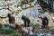 Shaggy goats grazing in the mountains