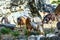 Shaggy goats grazing in the mountains